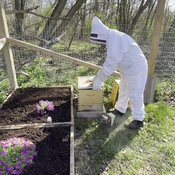 Bee Keeper checks on Bees in Flow Hive after long winter