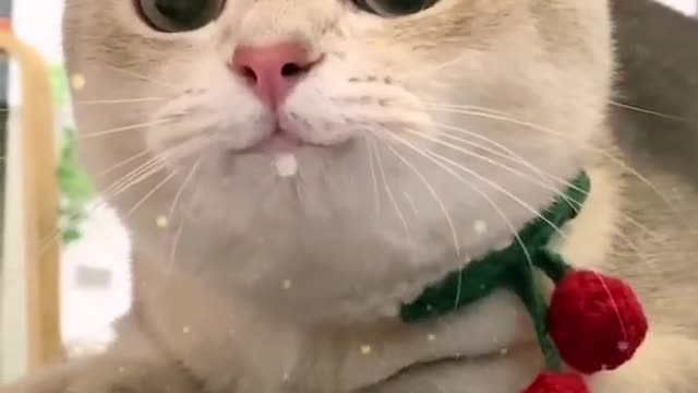 smiling cat