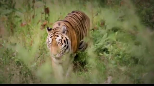 Animal Fight Compilation Animal Attack