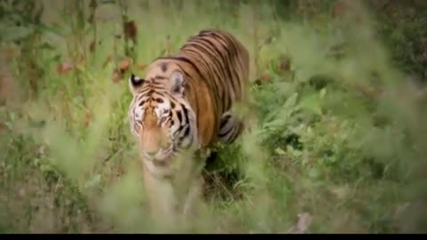 Animal Fight Compilation Animal Attack