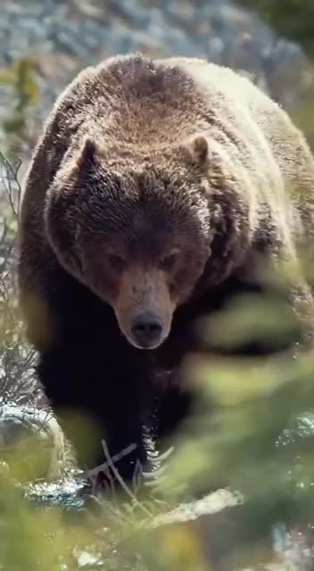 Boss Bear the biggest in Banff national park 😱