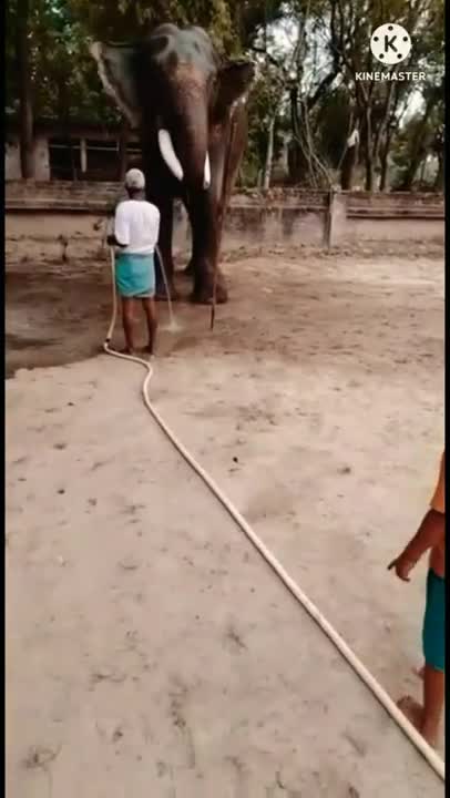 Elephant in the water