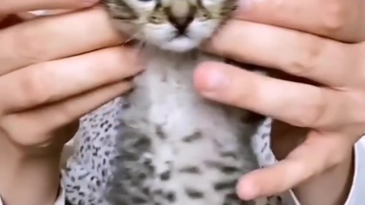 Cute Cat