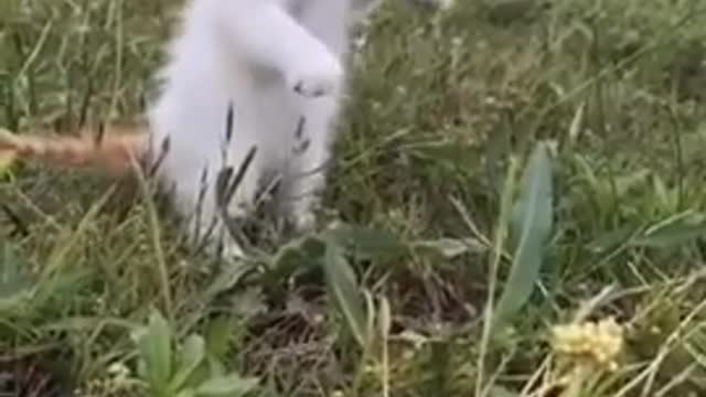 Funny Animal Videos - Awesome Funny Pet Animals | Cute Animals | Super Funny Dog Videos #short video