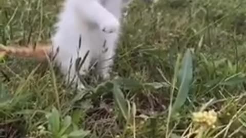 Funny Animal Videos - Awesome Funny Pet Animals | Cute Animals | Super Funny Dog Videos #short video