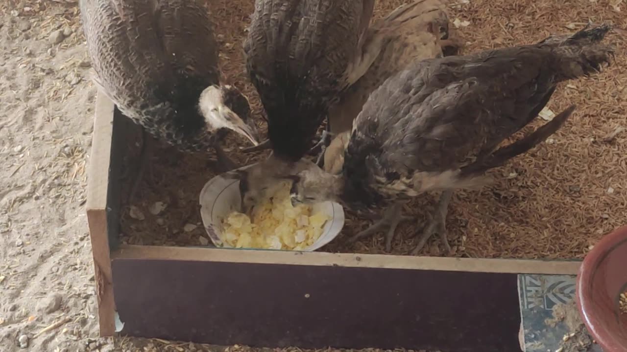 Peacock eating eggs