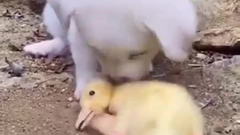 Cute Puppy Meet A New Friend