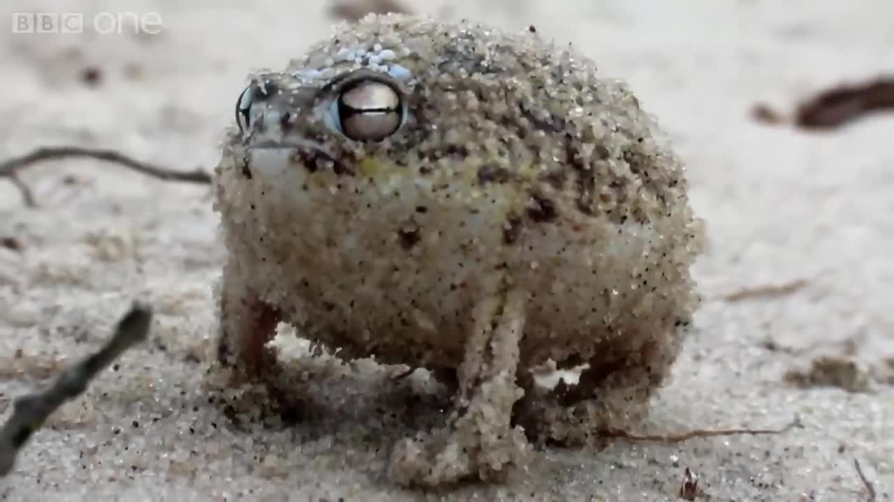 Such an Anger- A Tiny Frog