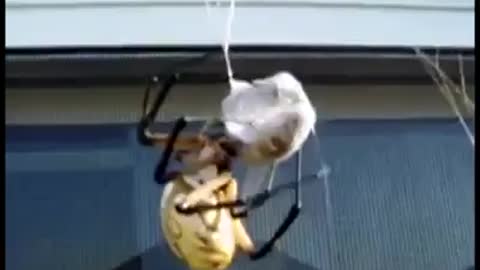 spider vs bee! who won ?