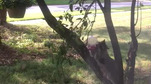 Raccoon finally busted!!!!