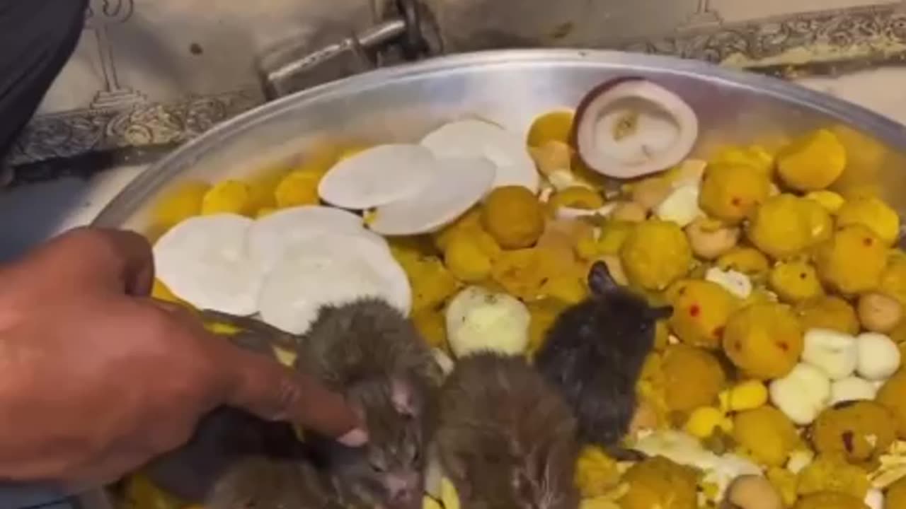 Ratatouille in India