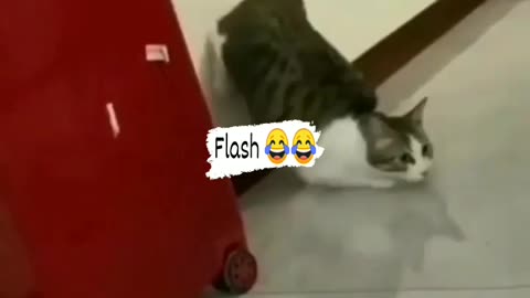 Flash cat