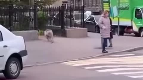 The best pet is a pig