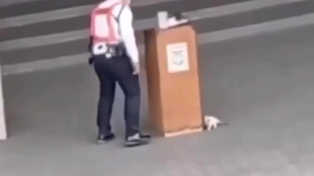 Cat video 💖✨