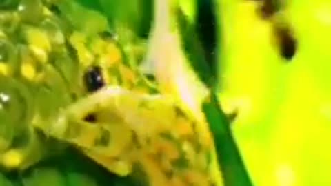 THE “GLASS FROG” SAVES THE DAY