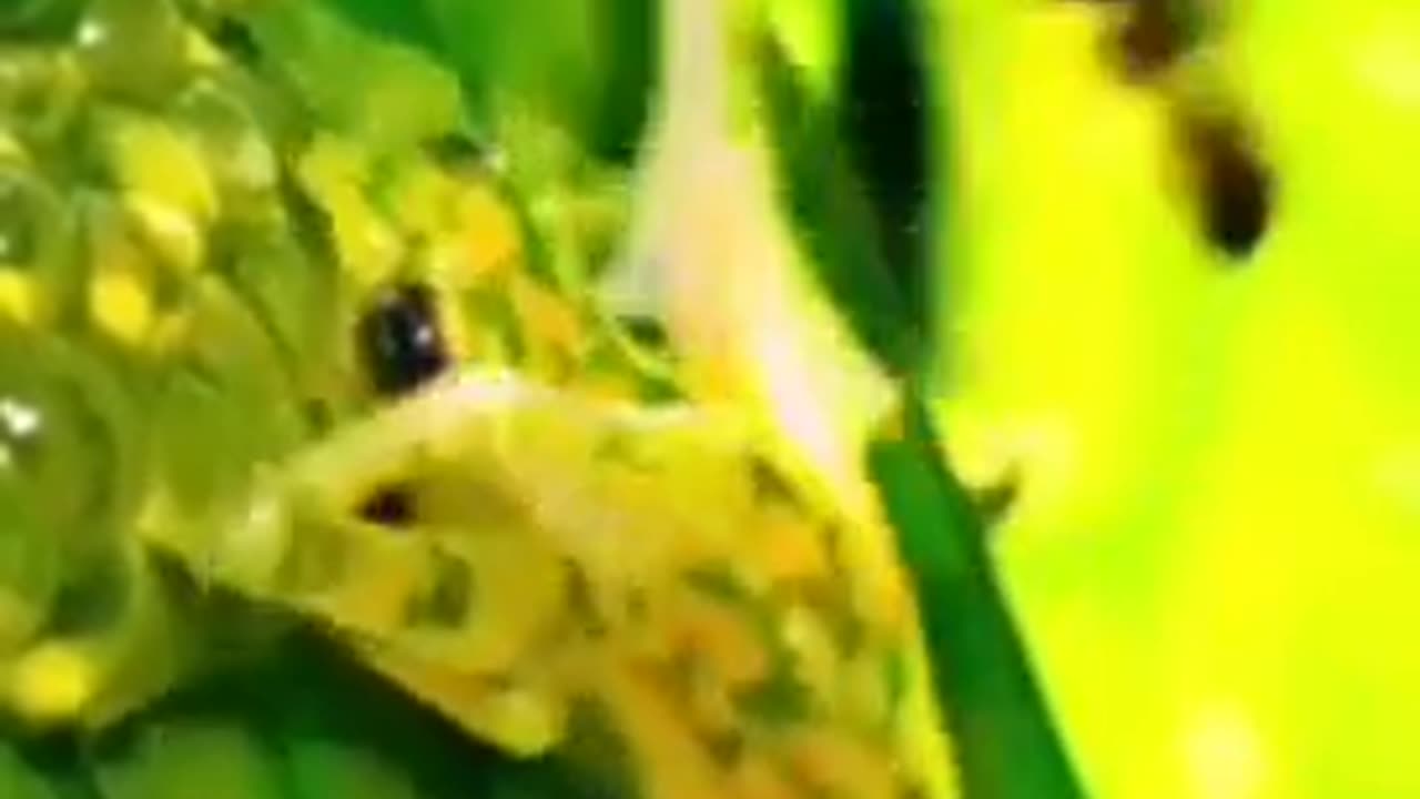 THE “GLASS FROG” SAVES THE DAY