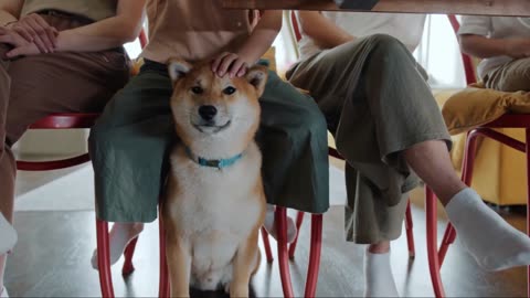 Tickle Your Funny Bone: A Compilation of Hilarious Moments