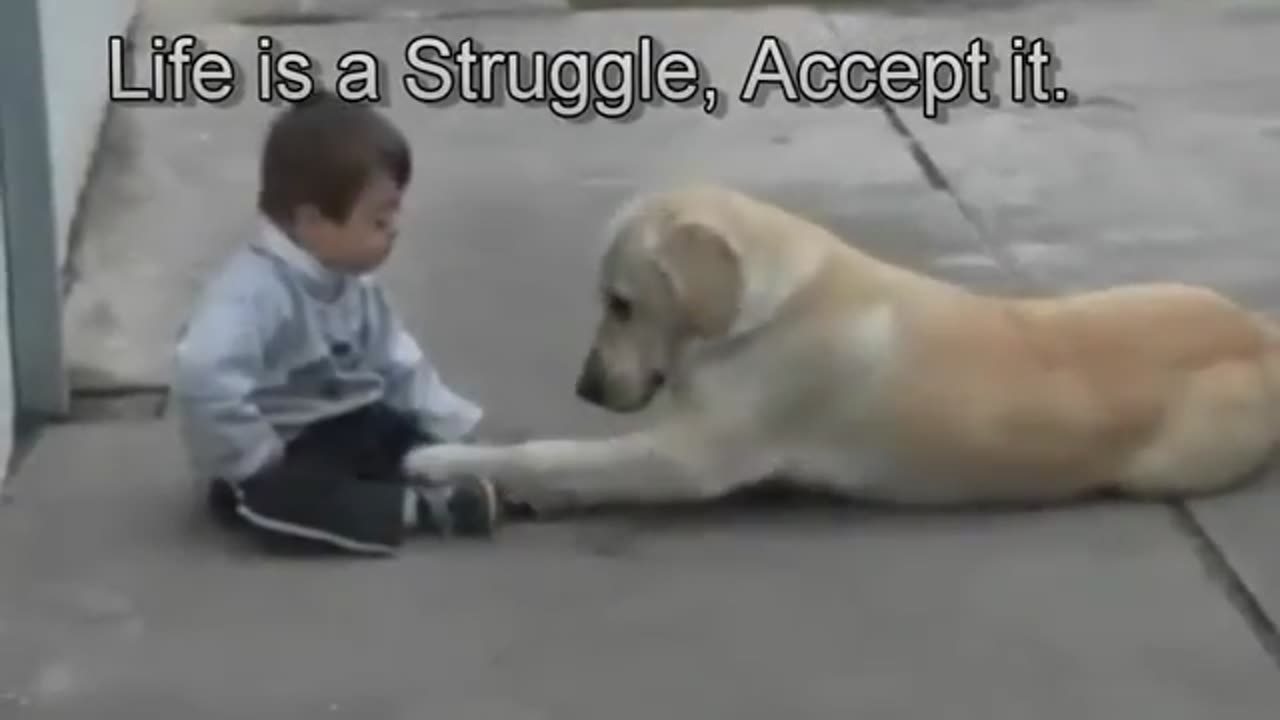 Sweet Mama Dog Interacting with a child