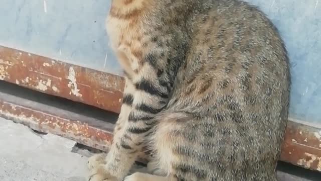 Inocent Cats and Kittens Meowing