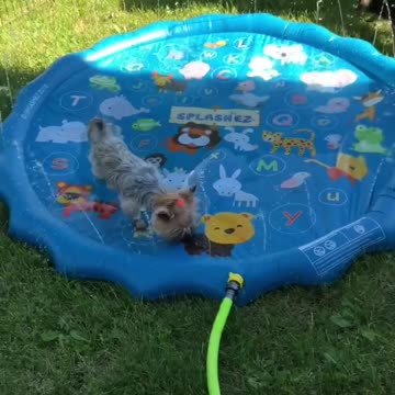 Yorkies Love their Relaxing Sprinkler Pool