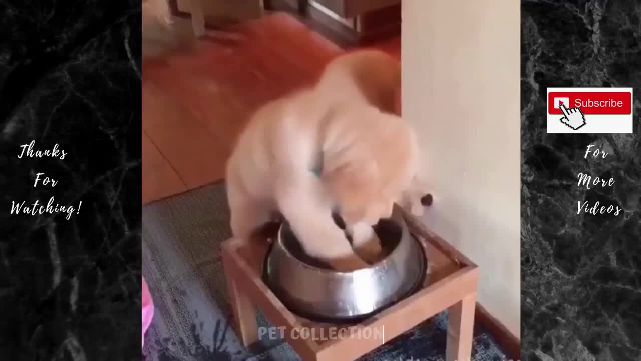 FUNNY ANIMAL PET VIDEO - Cute And Funny Pet Videos