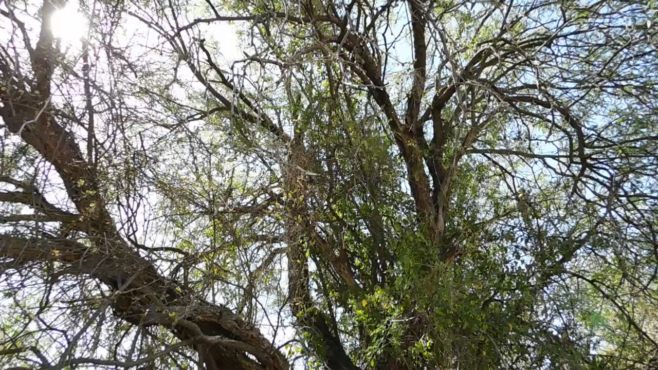 Old Acacia Tree Grows In the Desert