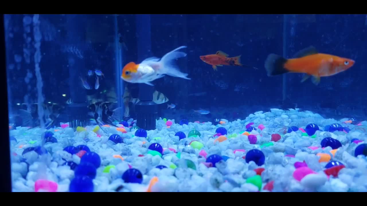 Fish Aquarium Calm Lofi Music