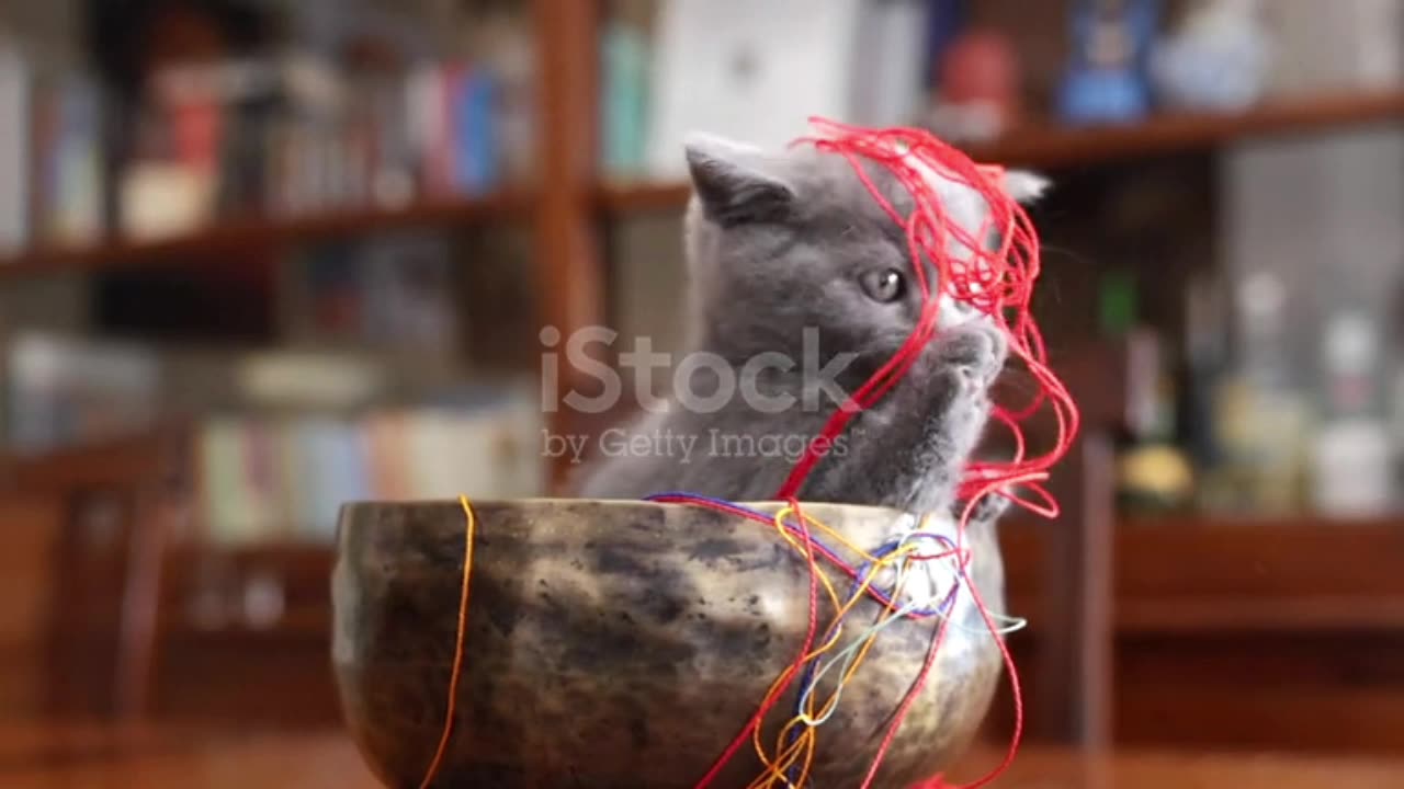 Cat's video Cute cat fun🥰🥰🥰