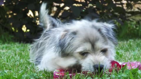 dog puppy pet cut fun