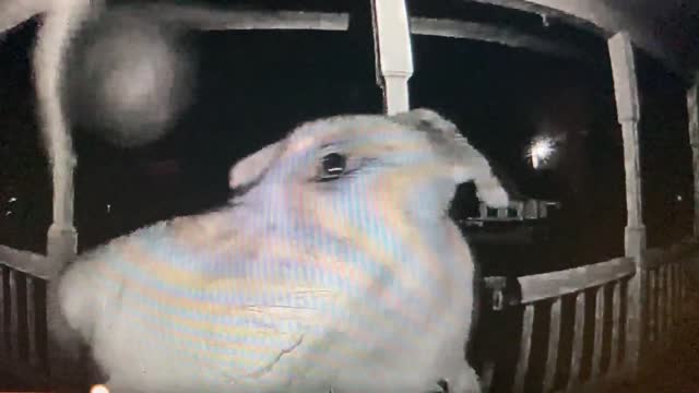 After a night on the town, dog rings doorbell well after curfew (3am)