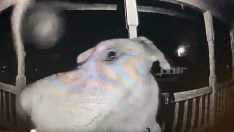 After a night on the town, dog rings doorbell well after curfew (3am)
