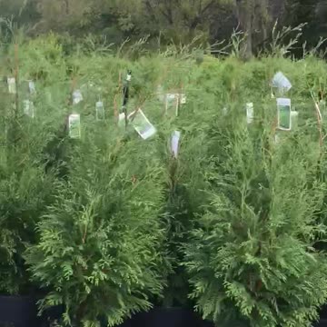 We have a wide selection of potted Arborvitae