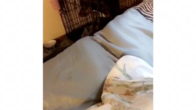 Black dog inside of black cage opens latch door and escapes