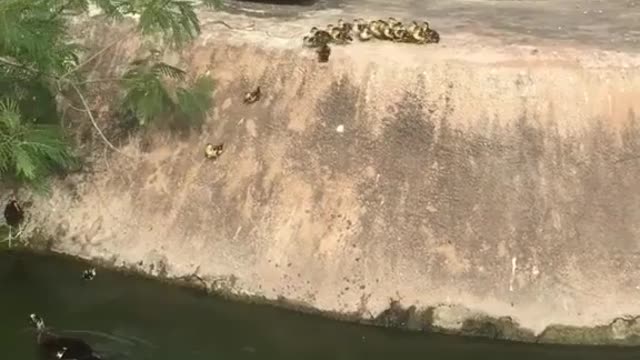 Duck mom teaching her kids to get down