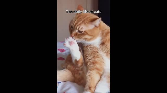 Cat cleanliness routine