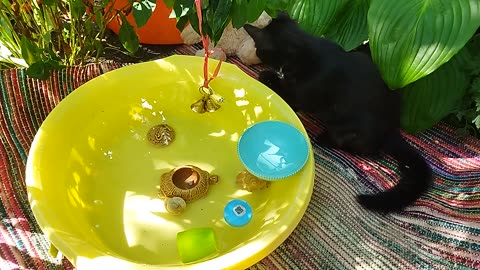 black kitten playing with toys in water