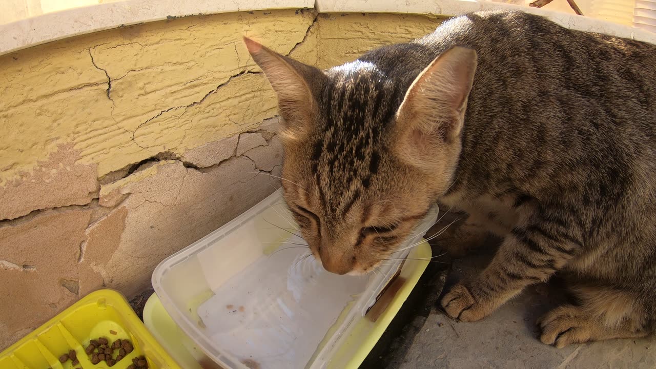 Homeless cats in UAE, Ras Al Khaimah: MICHAEL JACKSON & ED SHEERAN #cats #MichaelJackson #EdSheeran