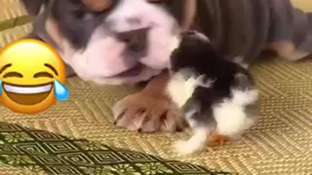 Funniest Dogs videos ever