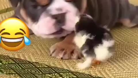 Funniest Dogs videos ever