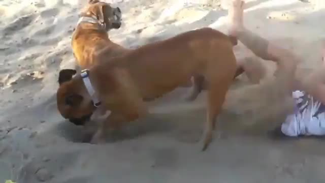 Dog throws sand from the beach at the girl