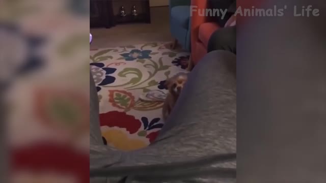 hide and seek doggy