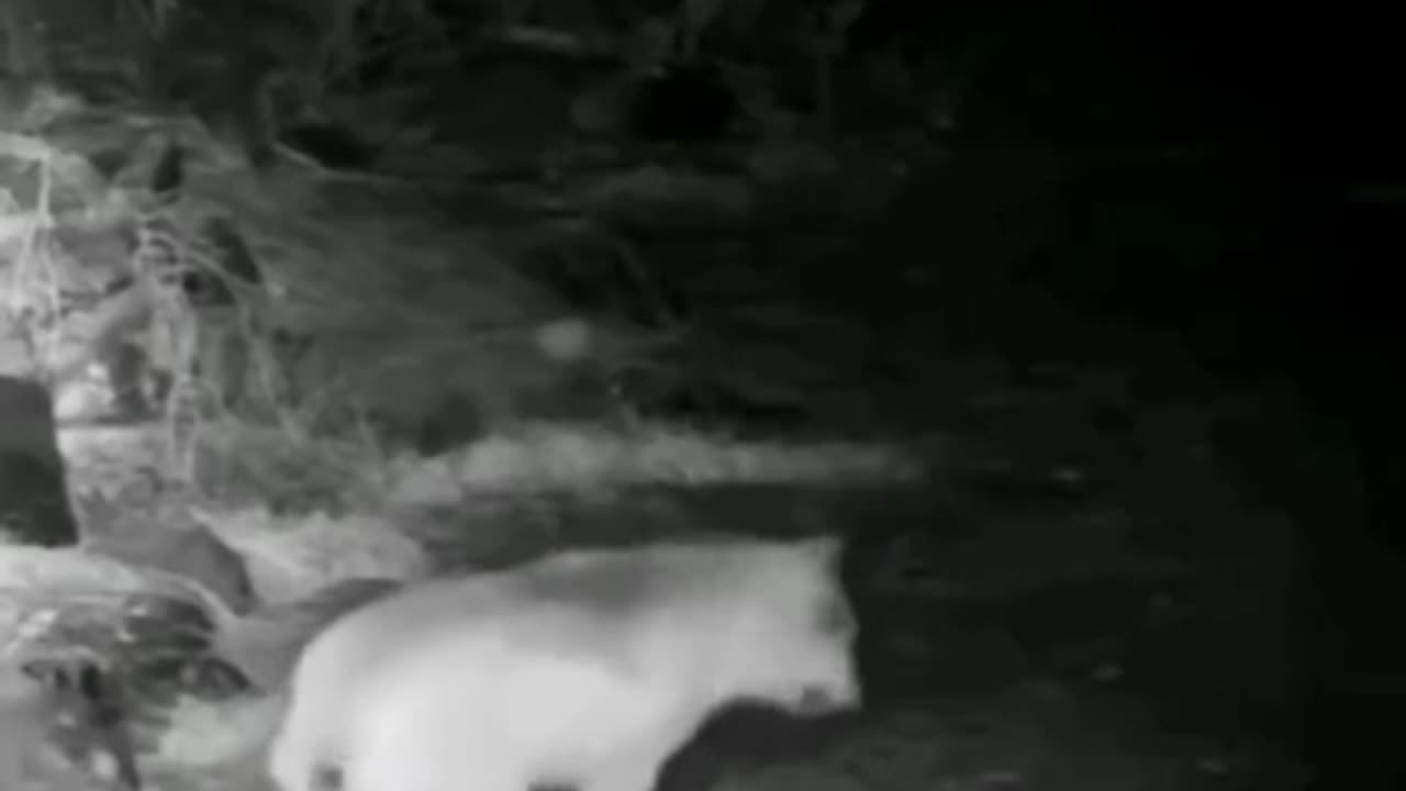 Someone is not allowed back into the den or borough