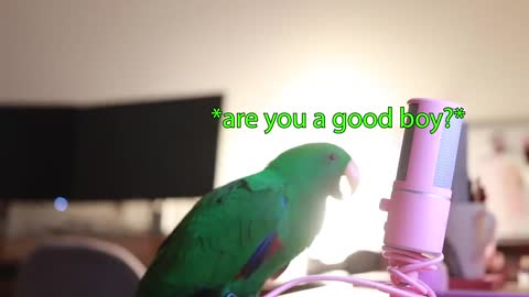 Bird Whispers Into Microphone To Cheer You Up!