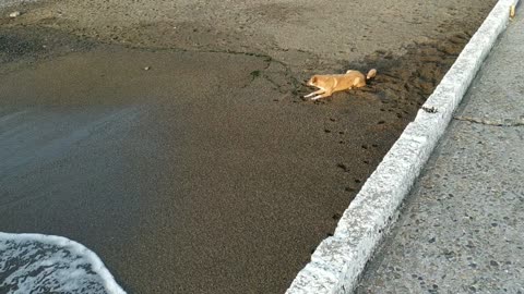 "Don't touch me, water! I'm brave dog!"