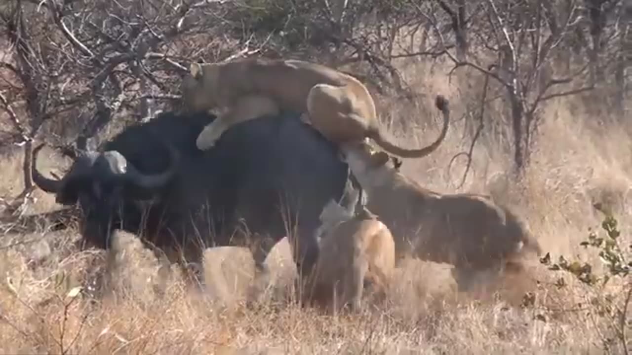 Lion Attack Buffalo In The Wild