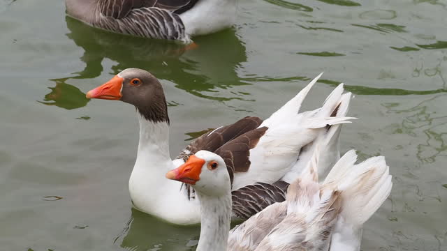 Geese Are Swimming In A Lake