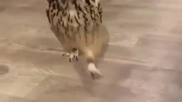 Have you ever seen a running owl?