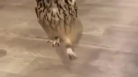 Have you ever seen a running owl?