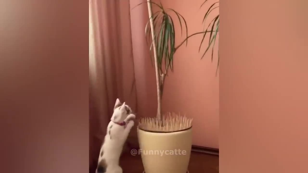 funny videos with animals