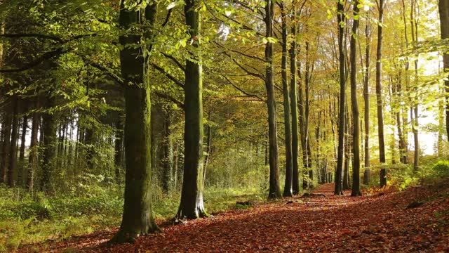 Natures Carpet Factory.